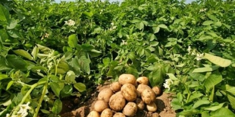 Šta učiniti ako su vrhovi krompira visoki